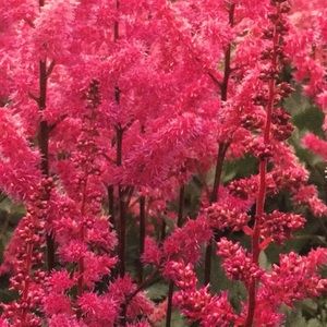 Meet your Posher, Rani